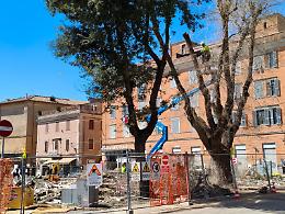 Dal taglio degli ultimi alberi al caso Giannini: cos&igrave; il mercato &egrave; diventato una bomba politica