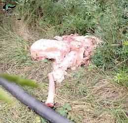 Quintali di scarti animali abbandonati: denunciato un uomo per discarica abusiva