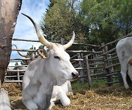 Tradizione e Natura a Tarquinia: torna la Festa della Merca alla Roccaccia