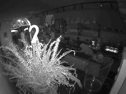 Ladro scassina la porta di una pasticceria