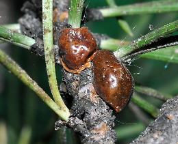 Pini,  allarme &ldquo;Cocciniglia Tartaruga&rdquo;: il patrimonio arboreo rischia il collasso