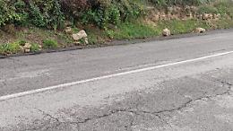 Sos via della Gabelletta: 81 firme per fermare il degrado e l'alta velocit&agrave;