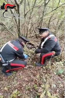 Spaccio nei boschi: i carabinieri di Farnese trovano 180 grammi di cocaina