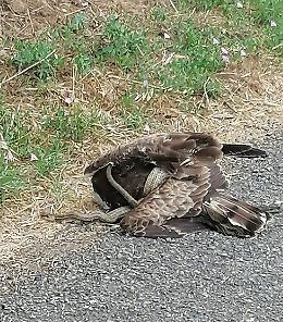 Falco soffocato dal serpente, due carabinieri lo liberano