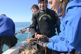 Simone Pierucci: il &ldquo;cacciatore di relitti&rdquo; che sorveglia il mare