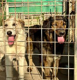 &ldquo;Sos cuccioli&rdquo;, si cerca una nuova casa