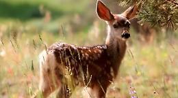 Impigliati nella rete di una porta da calcio: morti due daini a Fregene