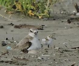 Torre Flavia: ingresso vietato agli amici a quattro zampe