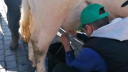 &laquo;Da 9 aziende del latte, ne &egrave; rimasta solo una&raquo;