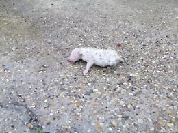 Abbandonato appena nato, una nuova vita per &ldquo;23&rdquo;