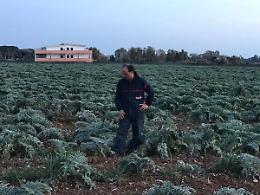 &laquo;I nostri carciofi rubati ogni notte&raquo;