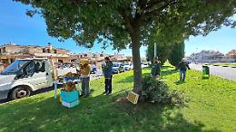 Rimosso un grosso nido d&rsquo;api in viale Mediterraneo