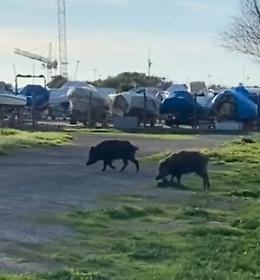 &laquo;Invadono la spiaggia e i giardini&raquo;