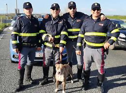 La polizia stradale salva un pitbull in superstrada