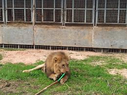 Kimba, il leone fuggito dal circo a Ladispoli, protagonista di un libro