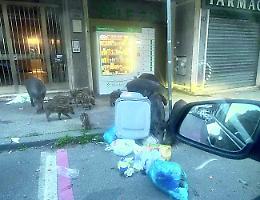 &laquo;Cinghiali, a fine mese un tavolo tecnico&raquo;