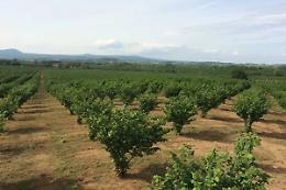 Nella Tuscia nocciole migliori con stazioni meteo e sensori d&rsquo;umidit&agrave;