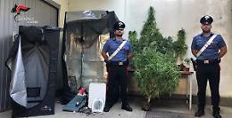 Corchiano: scoperta piantagione di marijuana nell&rsquo;orto di pomodori