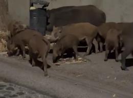 &laquo;Cinghiali, la cattura dall&rsquo;autunno&raquo;