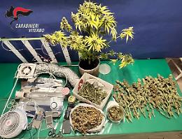 Allestisce in cantina una serra per marijuana: arrestato 32enne