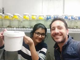 &laquo;L&rsquo;inquinamento da antidepressivi compromette il comportamento dei pesci&raquo;