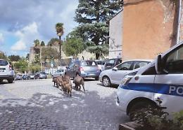 Viterbo: cinghiali scortati dalla polizia