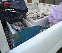 Sequestrati 60 chili di coregoni pescati illegalmente nel lago di Vico