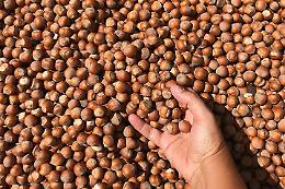 &laquo;Nocciole, va rivisto il giusto prezzo&raquo;