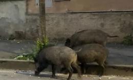 Emergenza cinghiali, si parte con gabbie e catture