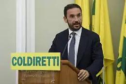 &laquo;Sos nocciole, subito un tavolo di crisi&raquo;