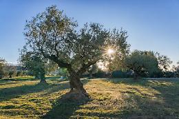 Tuscania: piante d&rsquo;olivo tagliate con la motosega