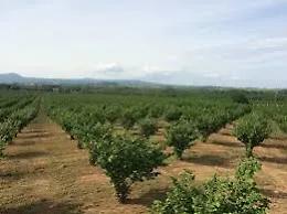 Nocciole, la soluzione nella lotta integrata