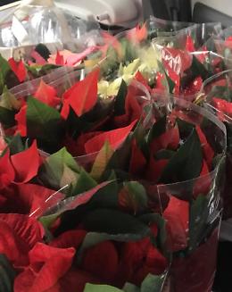 Il borgo di Latera accoglie il Natale tra solidariet&agrave; e tradizioni