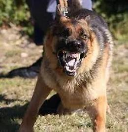 Cane e padrone azzannati da un pastore tedesco