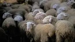 &ldquo;Mucca pazza&rdquo; delle pecore, abbattuti 300 ovini nella Tuscia