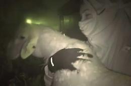 Blitz al mattatoio, azione pianificata nei dettagli