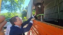 Orte, salvato il cavallo riverso a terra sotto il sole