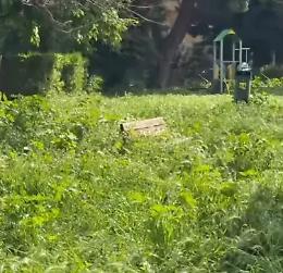 Erba alta a Viterbo, Martinengo: &laquo;In campo tutte le forze possibili&raquo;