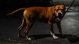 &laquo;Aggressione di pitbull in centro: servono pi&ugrave; controlli&raquo;