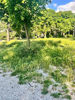 Erba alta a Viterbo, in campo la protezione civile