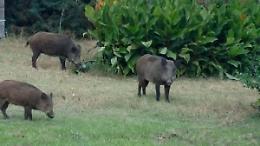 Cinghiali: a Viterbo saranno ingabbiati in 150