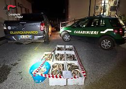 Lago di Vico: scoperti due pescatori di frodo