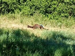 &Egrave; morta Alba radiosa, la cavalla soccorsa a Orte