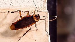 Allarme a Ostia: &laquo;Invasa dalle blatte volanti&raquo;