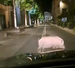 Cinghiali: si cercano le ditte per la cattura