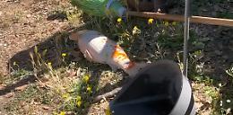 Pesci morti a Prato Giardino, la Lav di Viterbo: &laquo;Fatto agghiacciante&raquo;