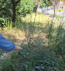 Manutenzione parchi, terminato l&rsquo;accordo quadro semestrale