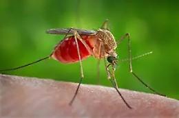 West Nile, il presidente della Regione Lazio Rocca firma l&rsquo;ordinanza urgente per prevenire la diffusione