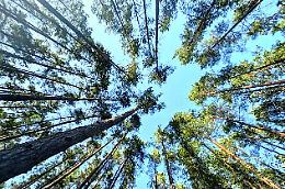 Pini colpiti da cocciniglia, iniziati i trattamenti fitosanitari