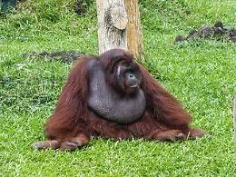 Scimpanz&eacute; e alcol, confermata l'ipotesi della 'scimmia ubriaca': tracce di etanolo nelle urine